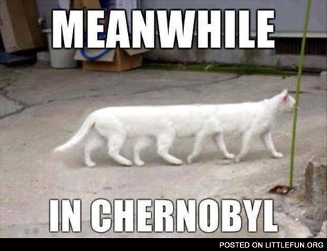 Chernobyl cat