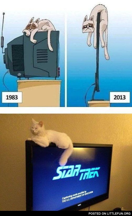 Cat on the flat screen