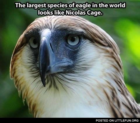 Nicolas Cage eagle