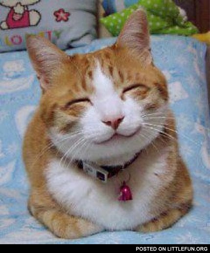 Happy cat