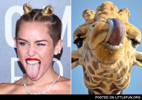 Miley Cyrus' and giraffe's tongue