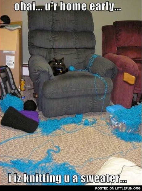 Cat knitting a sweater