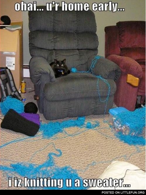 Cat knitting a sweater