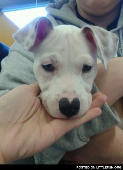 Heart shapeed nose, cute doggy