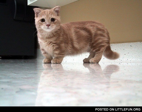 Munchkin cat ^^