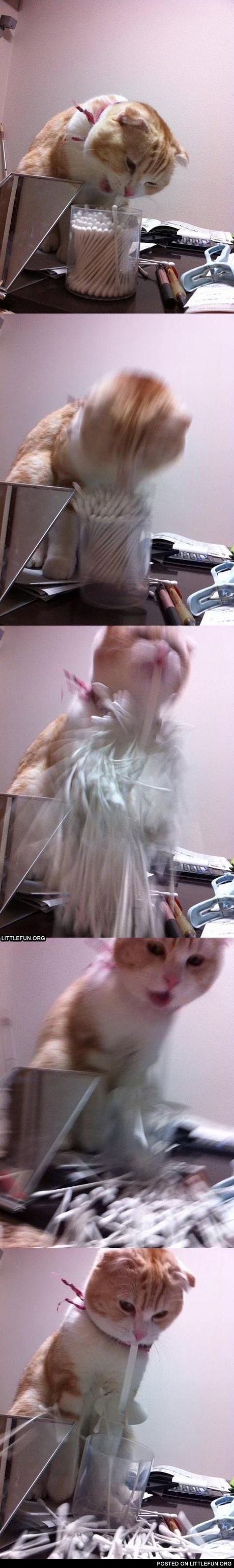 Cat is trying to get a cotton swab