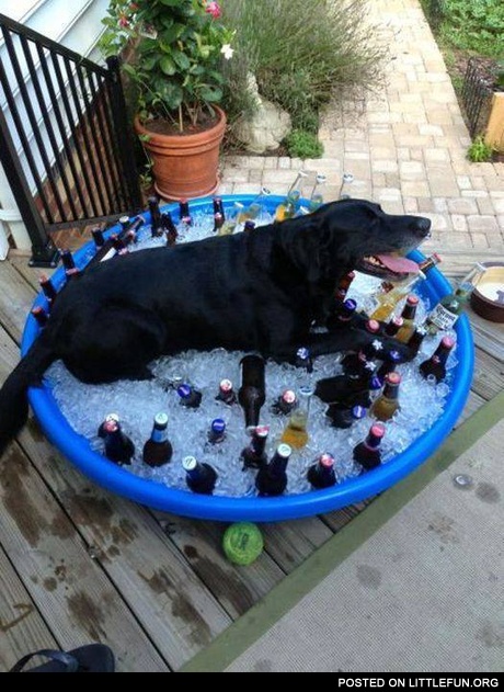 Dog in the ice pool
