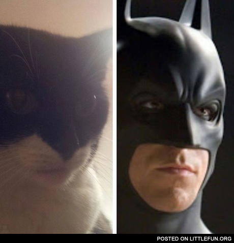 Batman cat