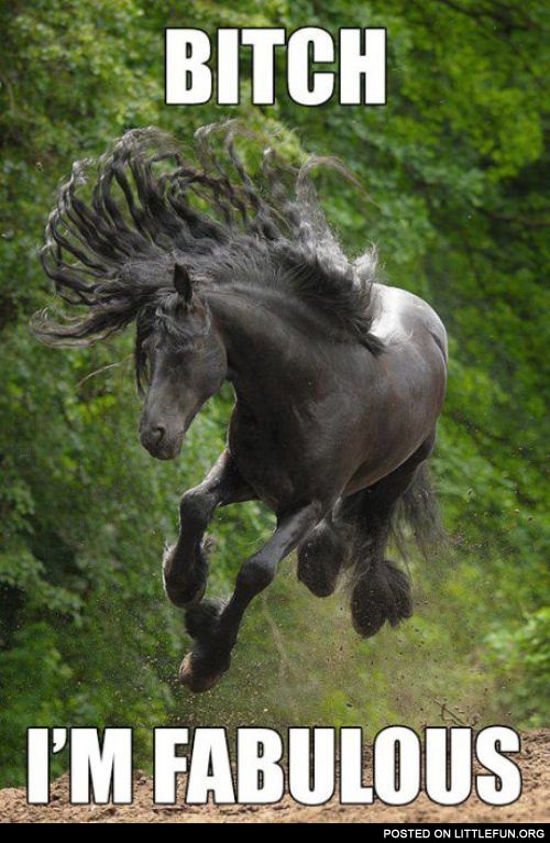 Fabulous horse