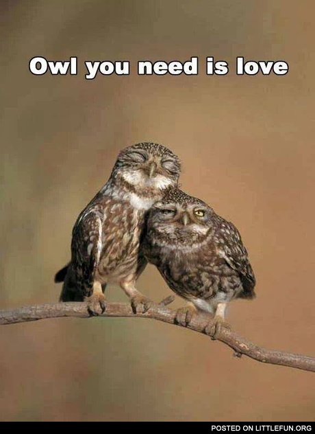 Owl you need is love