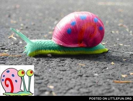 Painted snail