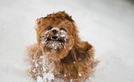 Chewbacca's baby picture