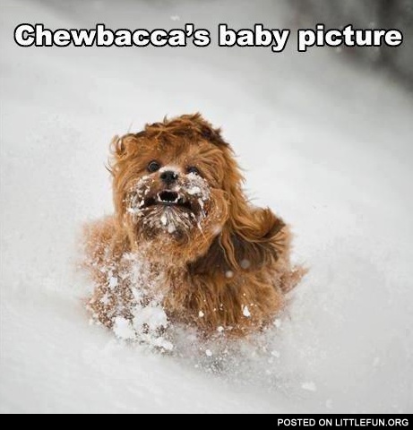 Chewbacca's baby picture