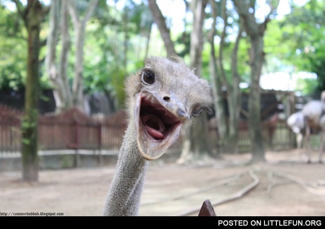 Funny ostrich