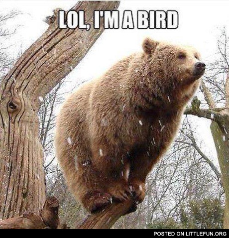 LOL, I'm a bird