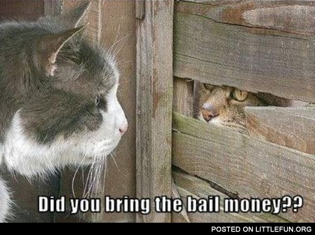 Did you bring the bail money?