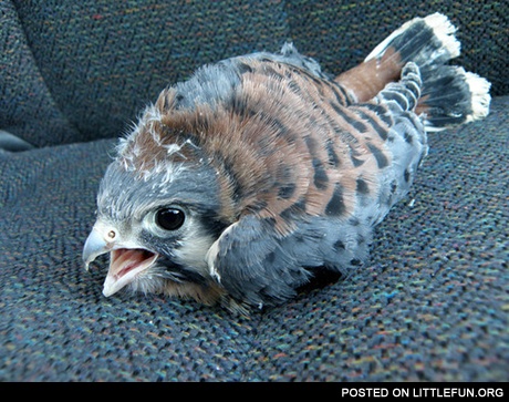 Just a baby hawk