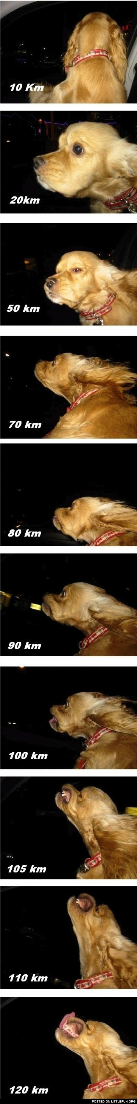 High speed dog