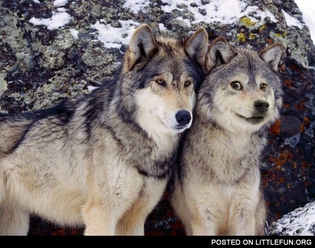 Such doge, much wolf