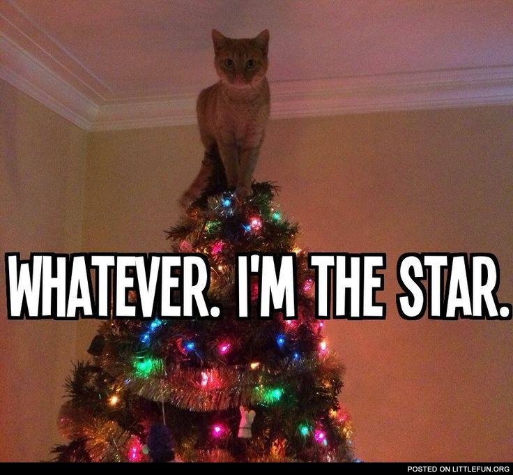 I'm the star