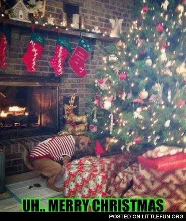 A dog sh*tting on carpet. Merry Christmas.