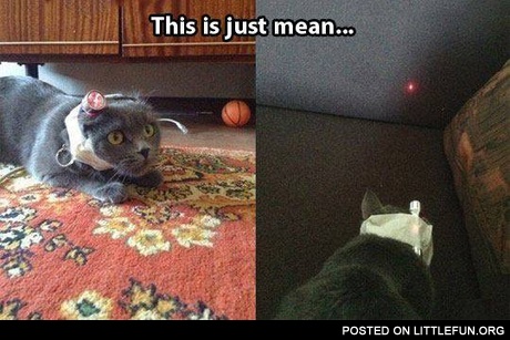 A cat with a laser pointer on his head