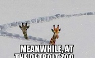 Meanwhile, at the Detroit Zoo.
