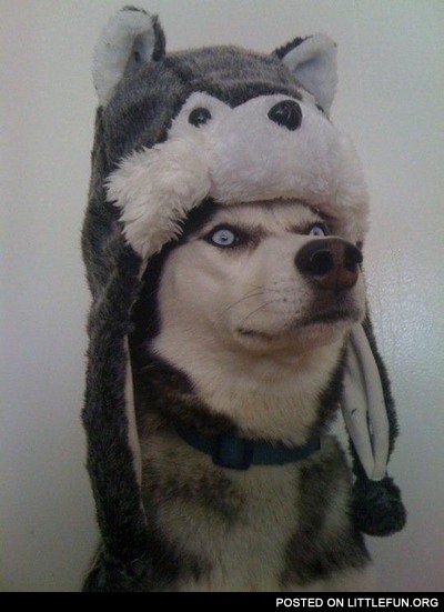 Funny husky in a winter hat
