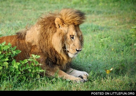 Dafuq is this sh*t? Lion and butterfly.