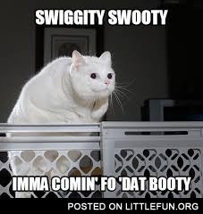 Swiggity swooty I'm coming for that booty, fat cat jumping.