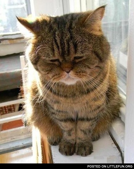 Highly depressed cat