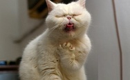 Opera cat singing with passion