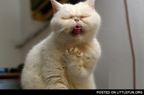 Opera cat singing with passion