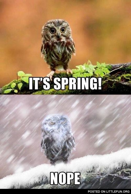 Spring owl