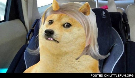 Chloe doge