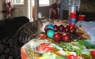 Easter cat