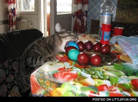 Easter cat