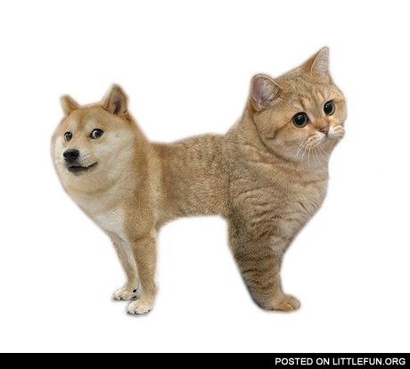 CatDoge
