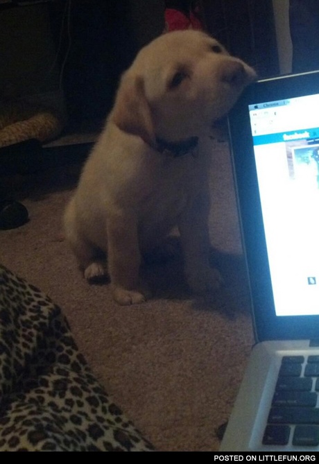 His name is Virus and he eats computer.