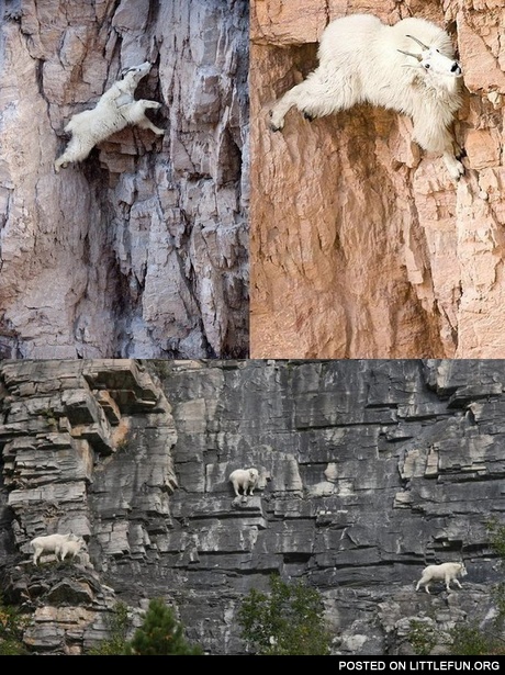 Climbing goats