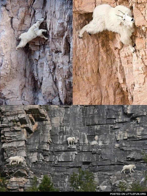 Climbing goats