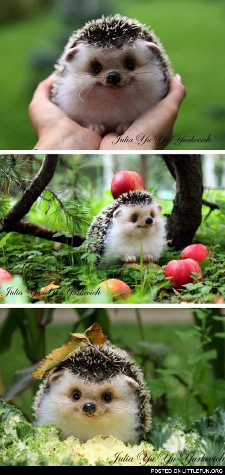 Happiest hedgehog ever.