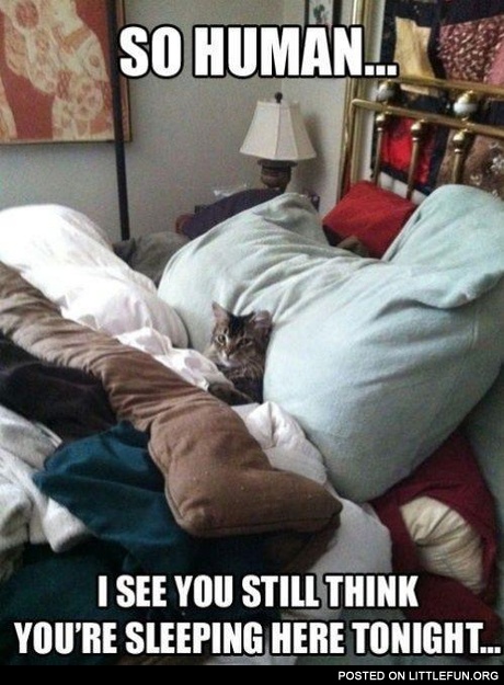So, human, I see you still think you are sleeping here tonight. Cat in the bed.