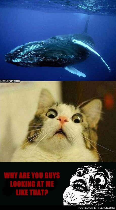 Why are you guys looking at me like that?