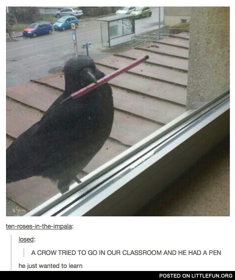 A crow tried to go in our classroom and he had a pen.