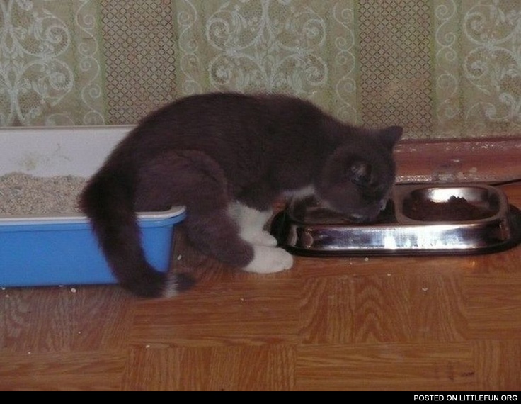 Multitasking cat.