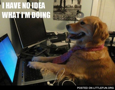 I have no idea what I'm doing. Dog with laptop.