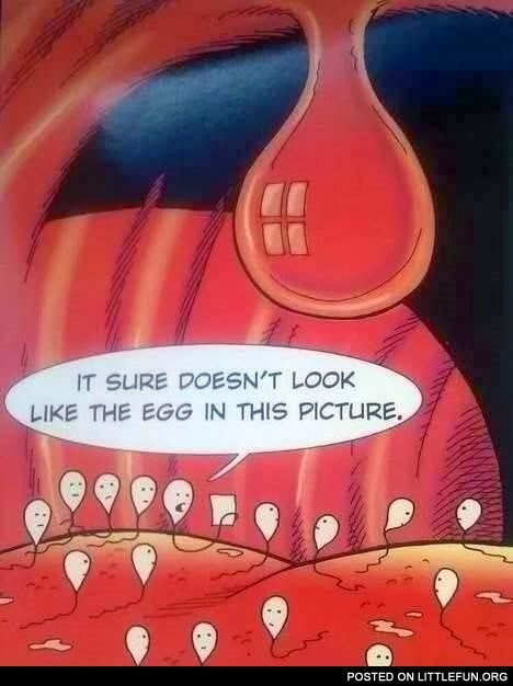 It sure doesn't look like the egg in this picture.