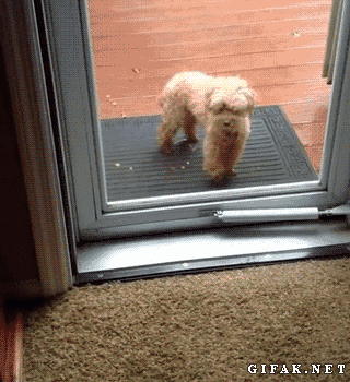 A dog helps his friend to get inside the house.
