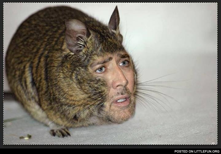 Nicolas Cage rat.